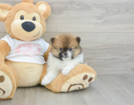 7 week old Pomeranian Puppy For Sale - Premier Pups