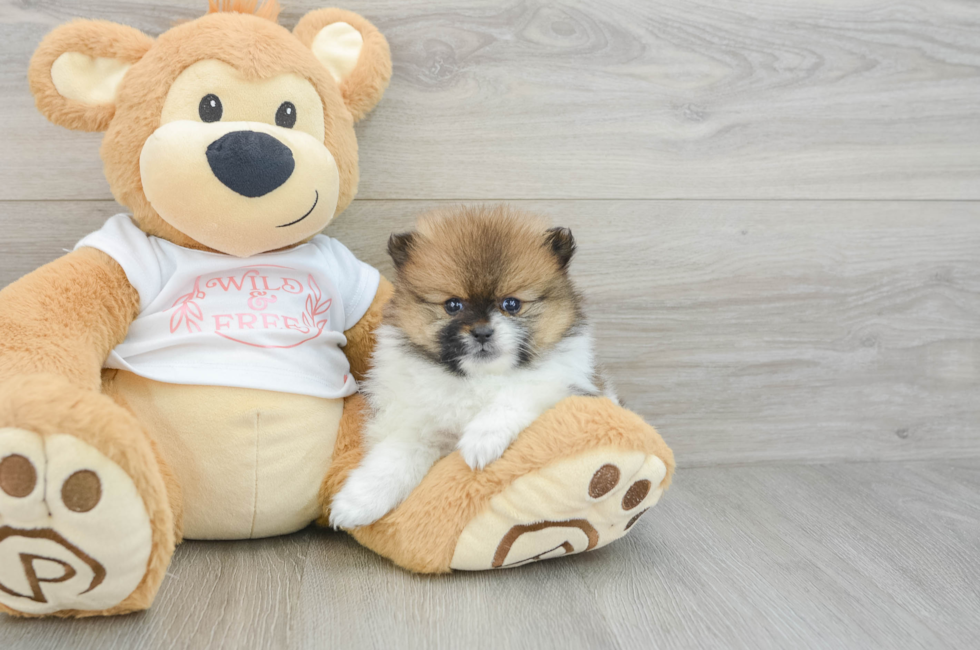 6 week old Pomeranian Puppy For Sale - Premier Pups