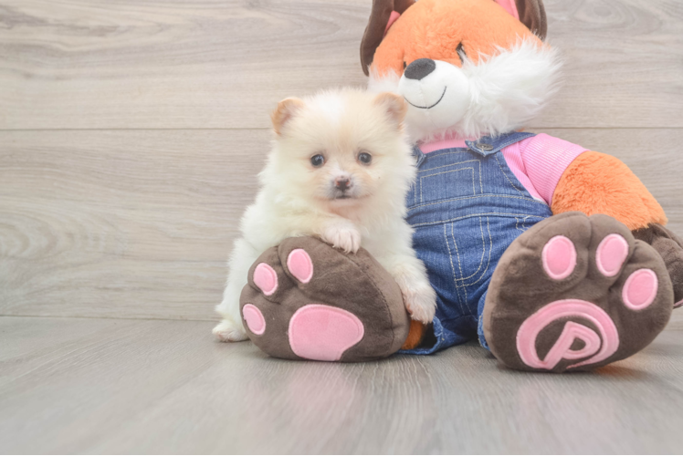 Pomeranian Pup Being Cute