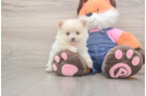 Pomeranian Pup Being Cute