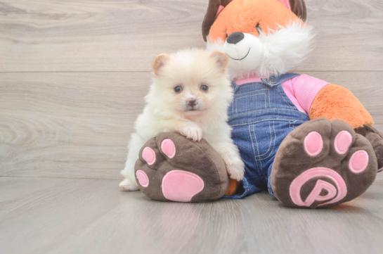 Pomeranian Pup Being Cute