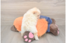 Pomeranian Puppy for Adoption