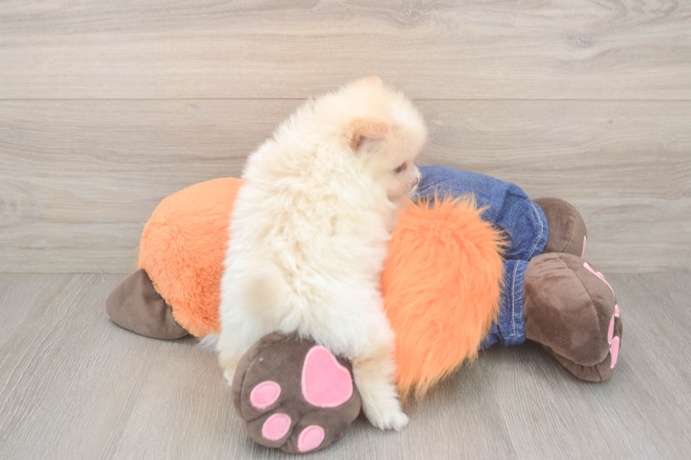 Pomeranian Puppy for Adoption