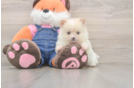 Pomeranian Puppy for Adoption