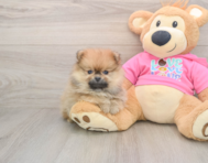 8 week old Pomeranian Puppy For Sale - Premier Pups