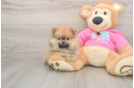 Pomeranian Pup Being Cute