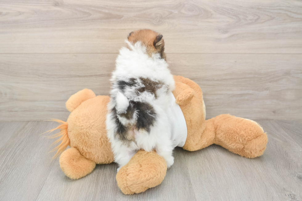 Fluffy Pom Dog Purebred Puppy