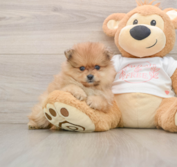 5 week old Pomeranian Puppy For Sale - Premier Pups