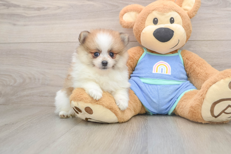 Best Pomeranian Baby