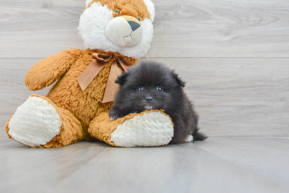 Sweet Pomeranian Purebred Puppy