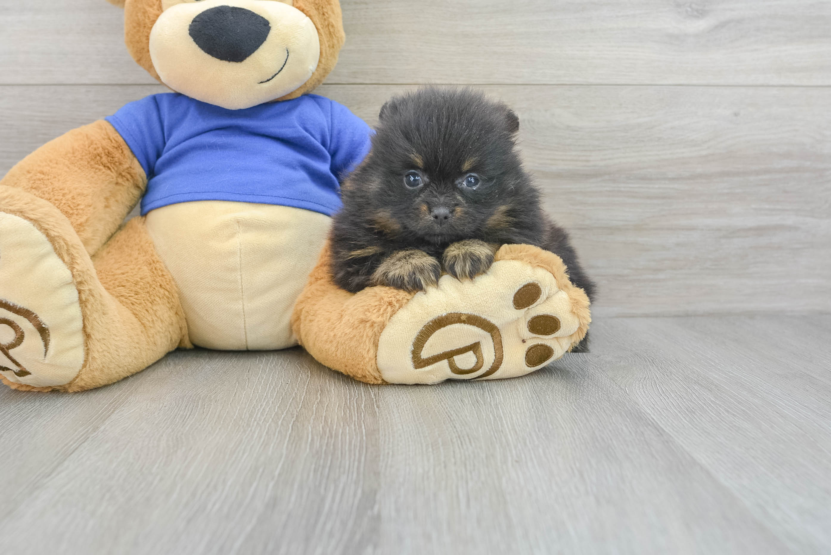 Pomeranian Puppy for Adoption
