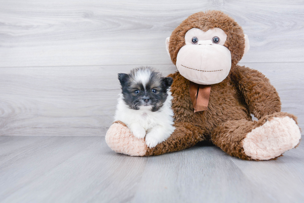 Sweet Pomeranian Purebred Puppy