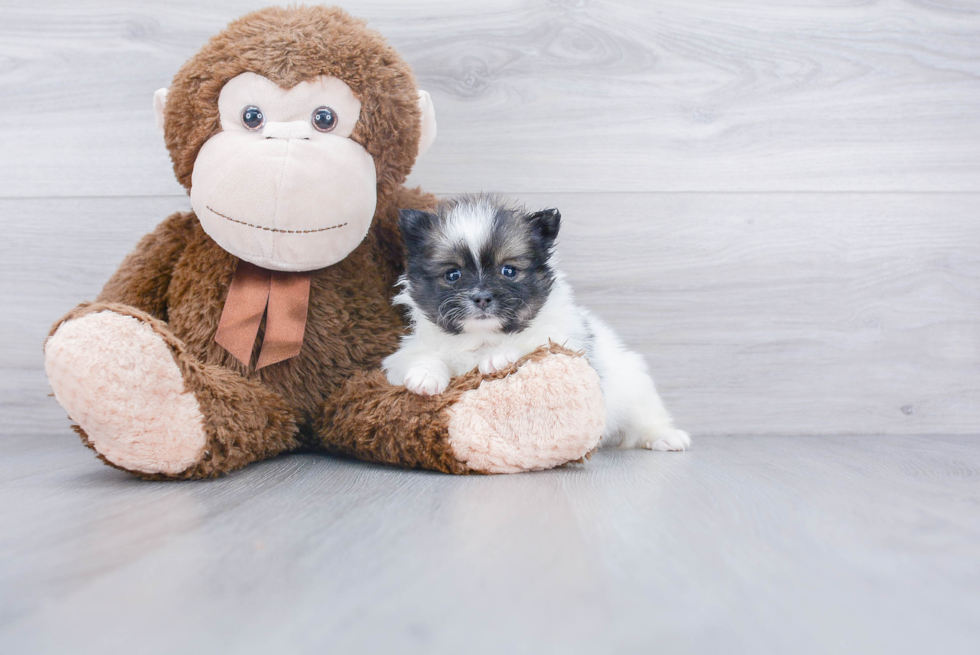 Cute Pomeranian Purebred Puppy