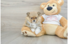 Happy Pom Pom Purebred Puppy