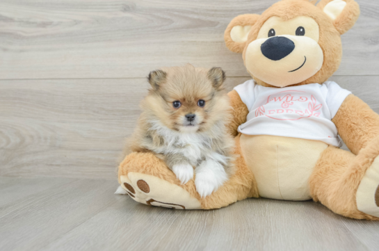 Happy Pom Pom Purebred Puppy