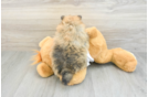 Hypoallergenic Pomeranian Purebred Pup