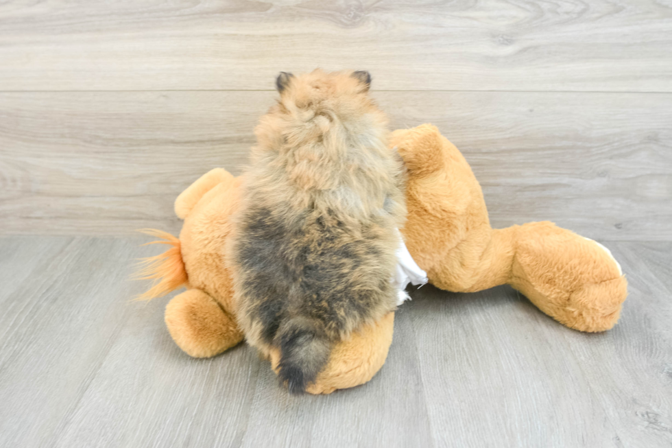Hypoallergenic Pomeranian Purebred Pup