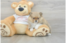 Petite Dwarf Spitz Purebred Puppy