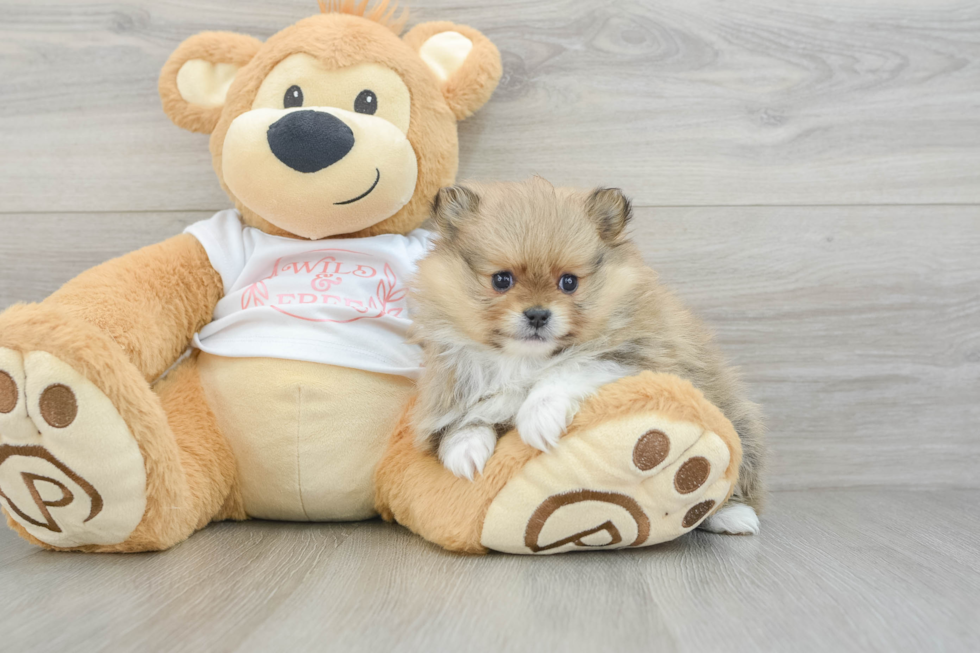 Petite Dwarf Spitz Purebred Puppy