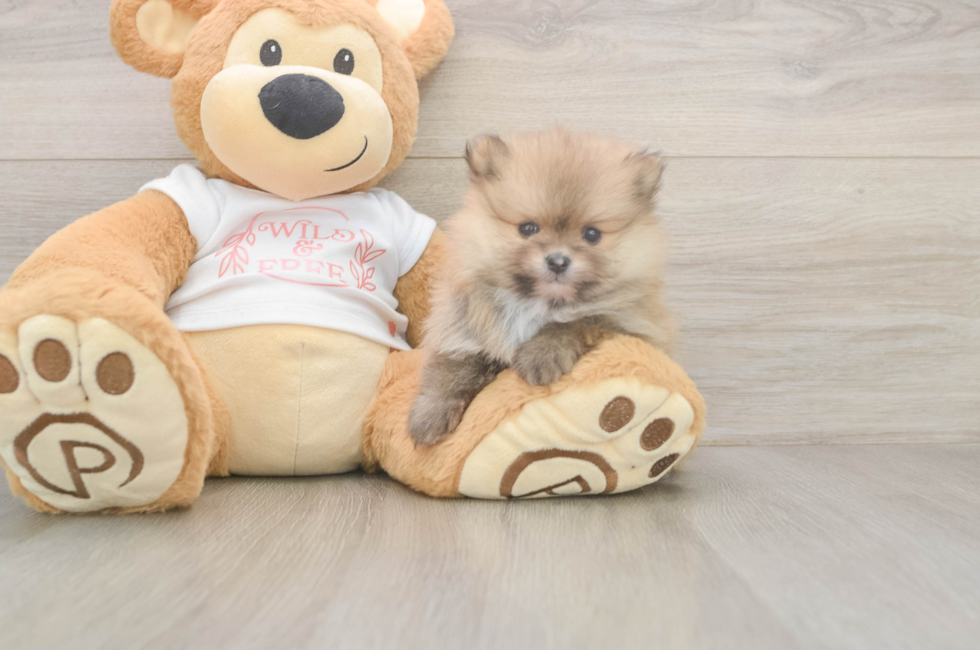 5 week old Pomeranian Puppy For Sale - Premier Pups