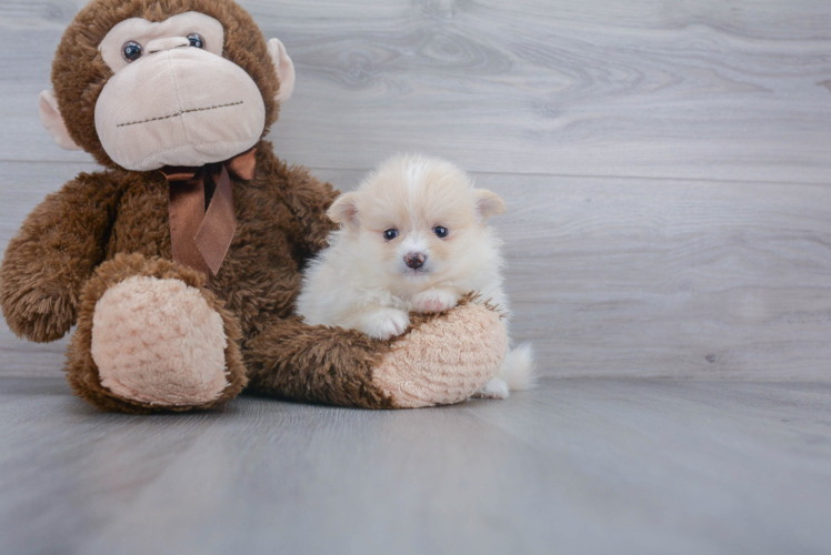 Popular Pomeranian Purebred Pup