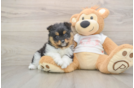 Pomeranian Puppy for Adoption