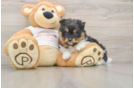 Small Pomeranian Baby