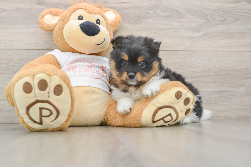 Small Pomeranian Baby