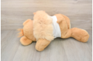 Petite Pom Dog Purebred Puppy