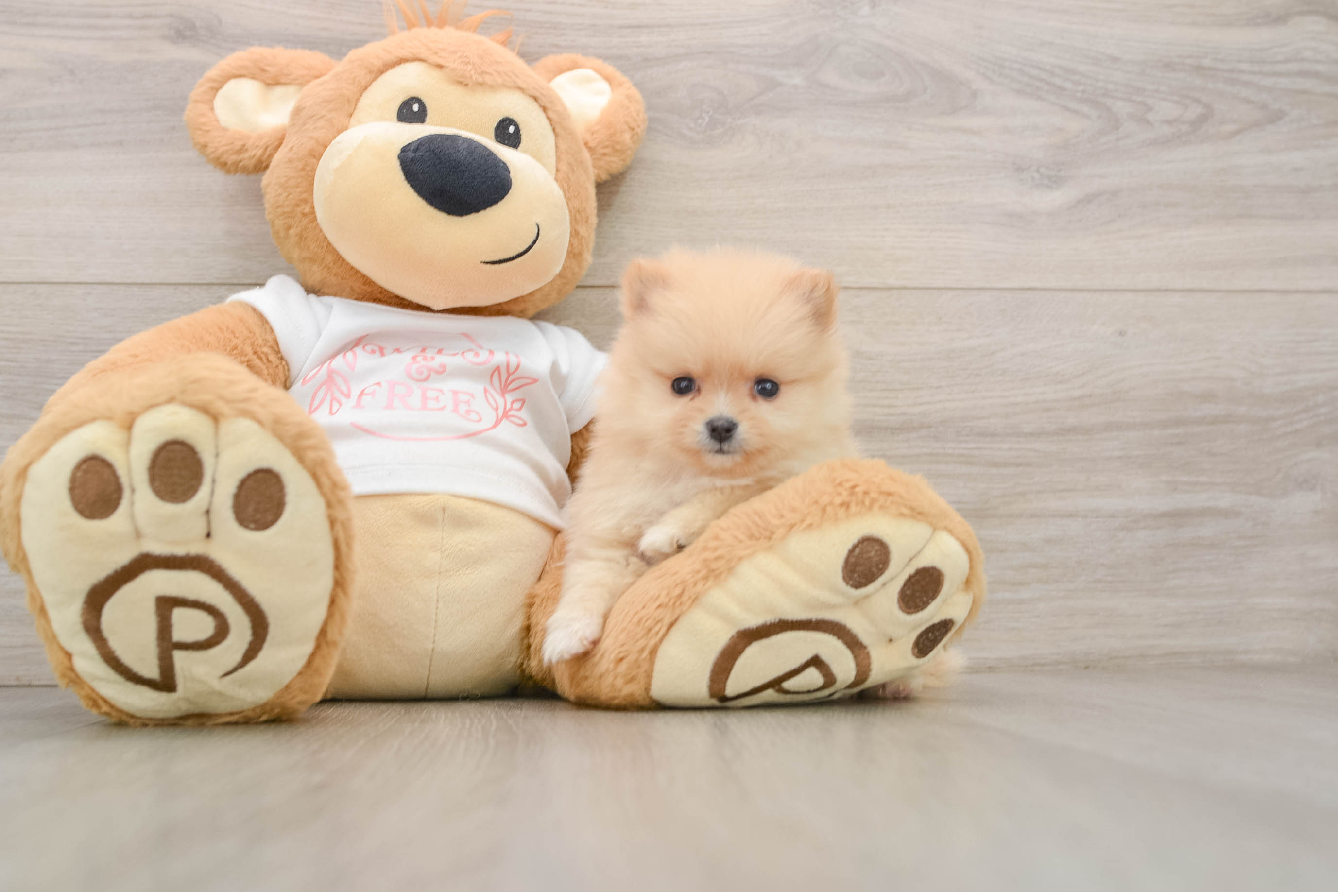 Playful Pomeranian Purebred Pup