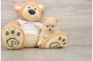 Playful Pomeranian Purebred Pup