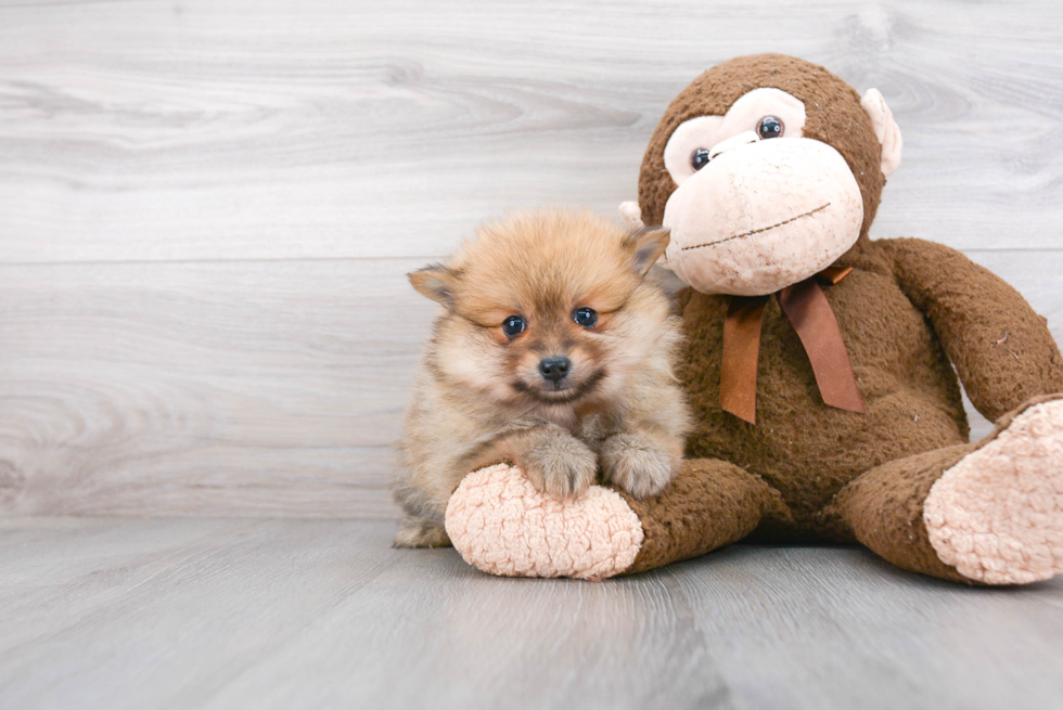 Small Pomeranian Purebred Pup