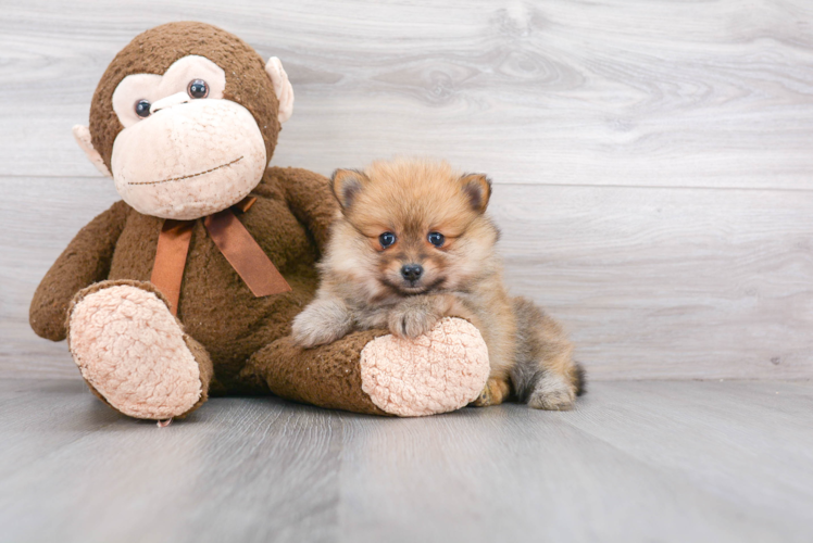 Happy Pomeranian Purebred Puppy