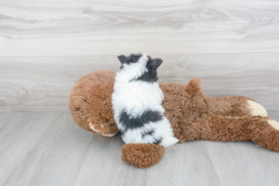 Energetic Pomeranian Purebred Puppy