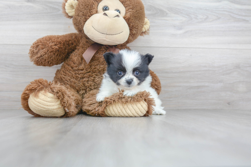 Hypoallergenic Pomeranian Baby