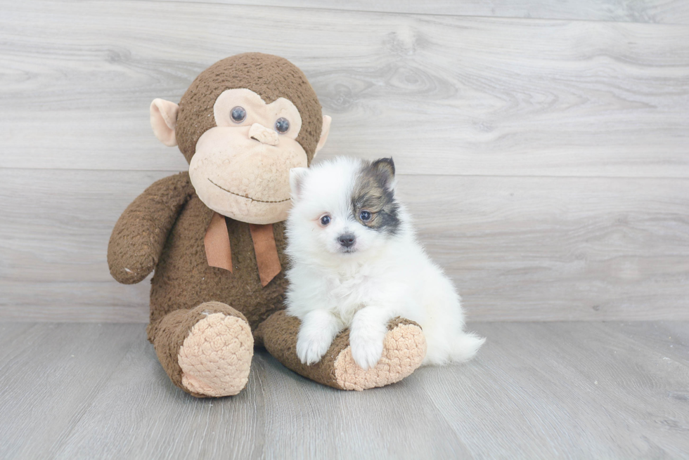 Petite Pomeranian Purebred Puppy