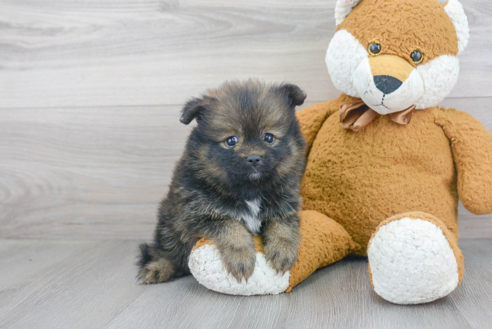 Petite Pomeranian Purebred Puppy