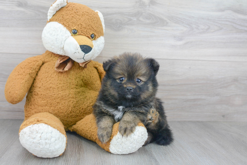 Cute Pomeranian Purebred Puppy