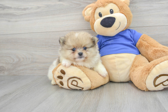 Best Pomeranian Baby