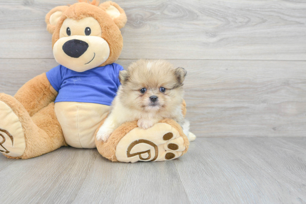 Pomeranian Pup Being Cute