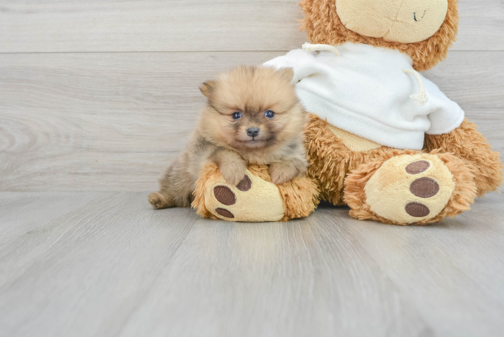 Pomeranian Puppy for Adoption