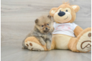 Pomeranian Puppy for Adoption