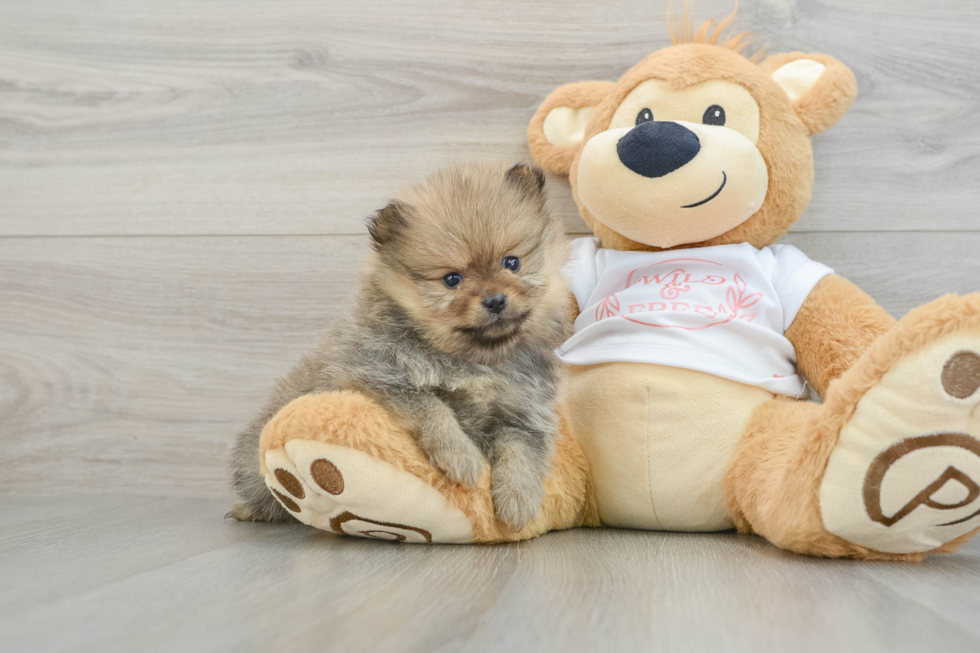 Pomeranian Puppy for Adoption