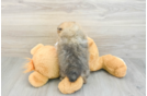 Playful Pomeranian Purebred Pup