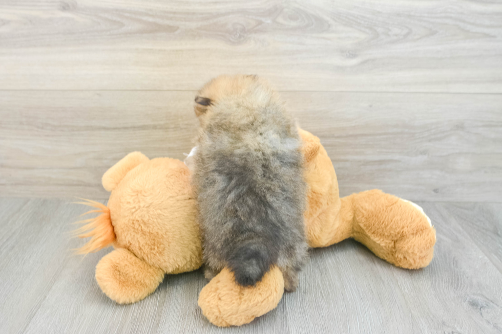 Playful Pomeranian Purebred Pup