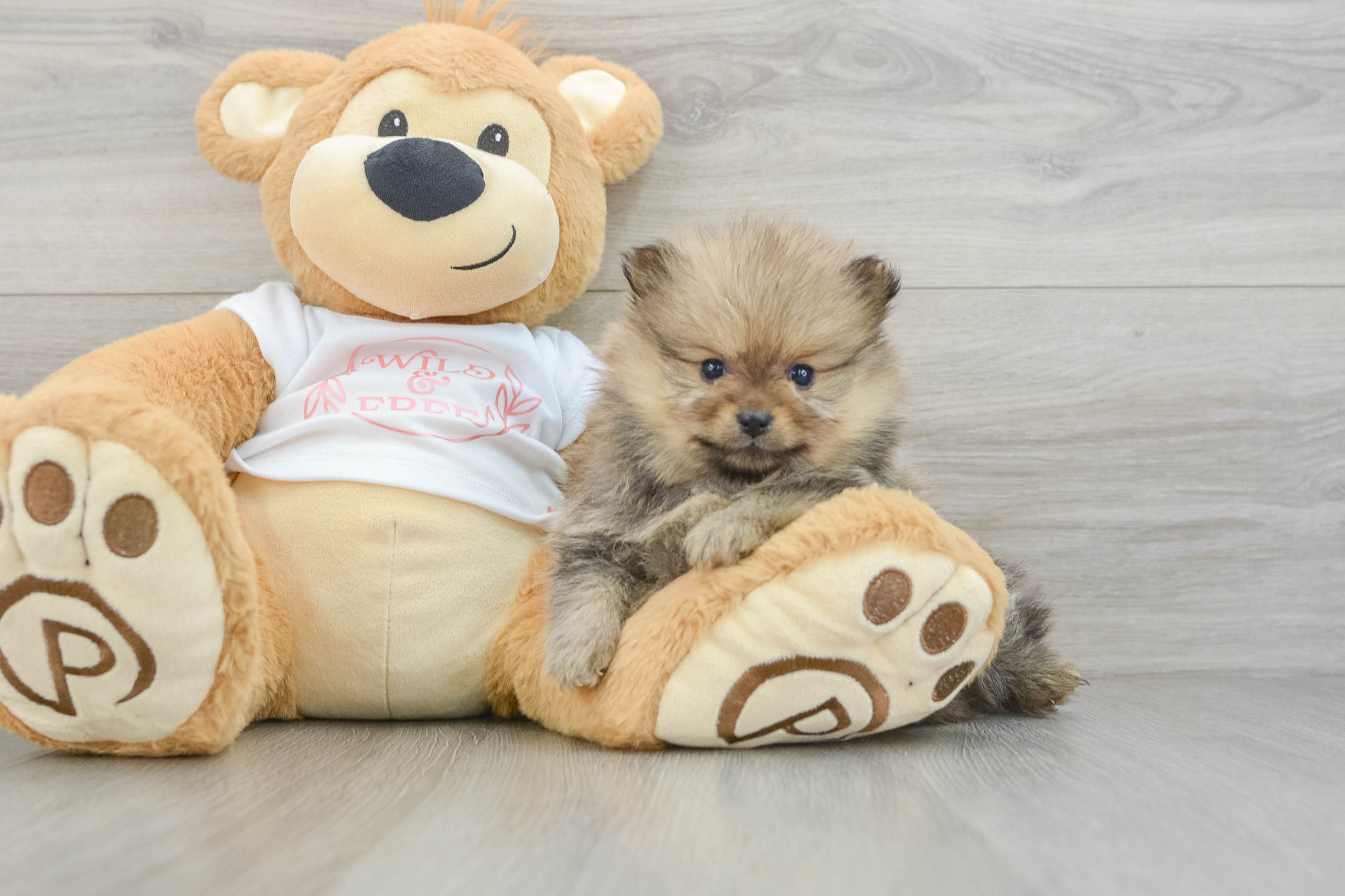 Small Pomeranian Purebred Pup