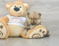 7 week old Pomeranian Puppy For Sale - Premier Pups