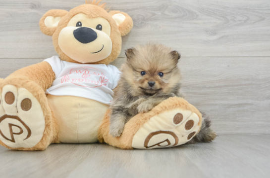 Small Pomeranian Purebred Pup