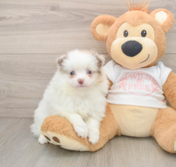 6 week old Pomeranian Puppy For Sale - Premier Pups