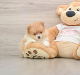 6 week old Pomeranian Puppy For Sale - Premier Pups